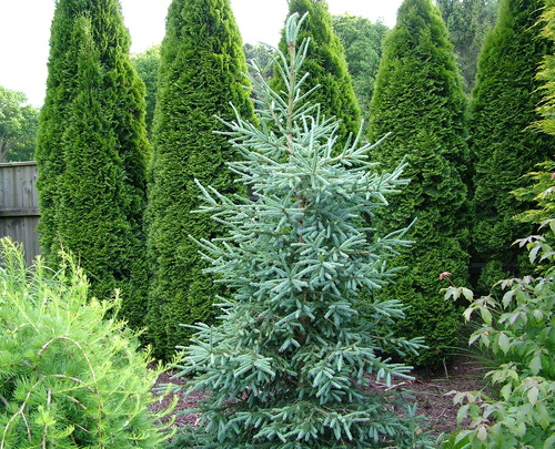 PICEA GLAUCA HUDSONICA kont / 40-60