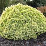 PICEA GLAUCA JALAKO GOLD kont 2 - Smrek BIELY JALAKO GOLD