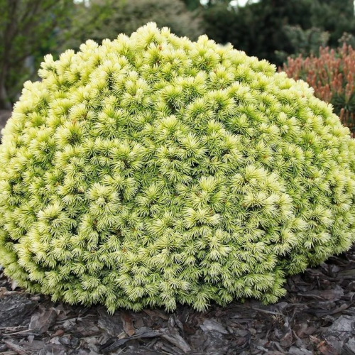 PICEA GLAUCA JALAKO GOLD kont 2