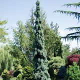 PICEA GLAUCA PENDULA - Smrek BIELY PENDULA