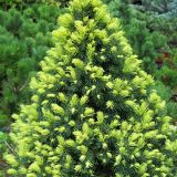 PICEA GLAUCA RAINBOW´S END - Smrek BIELY RAINBOW´S END