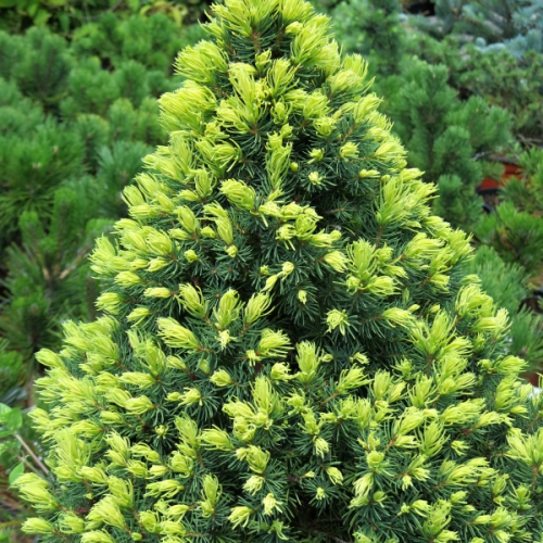 PICEA GLAUCA RAINBOW´S END