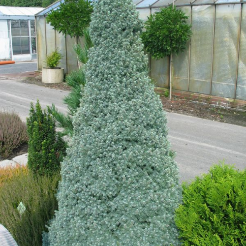 PICEA GLAUCA SANDER´S BLUE