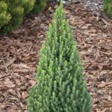 PICEA GLAUCA ZUCKERHUT kont 2 - Smrek BIELY ZUCKERHUT