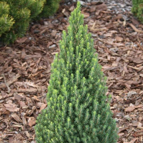 PICEA GLAUCA ZUCKERHUT kont 2