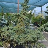 PICEA MARIANA AUREA kont / 80-100 - Smrek MARIANA AUREA