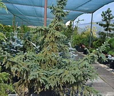 PICEA MARIANA AUREA kont / 80-100