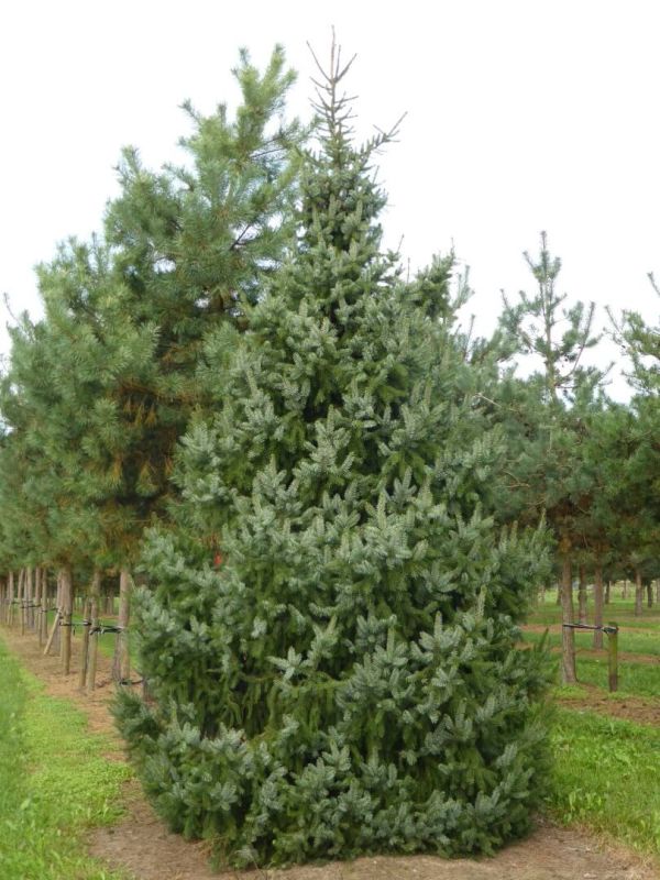 Picea Omorika - Smrek Omorikový