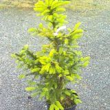 PICEA OMORIKA AUREA - Smrek OMORIKOVÝ AUREA