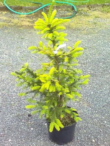 PICEA OMORIKA AUREA