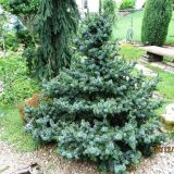 PICEA OMORIKA DE RUYTER kont / 30-40 - Smrek OMORIKOVÝ DE RUYTER
