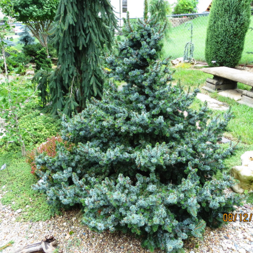 PICEA OMORIKA DE RUYTER kont / 30-40