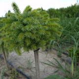 PICEA OMORIKA KAMENZ kont / 15-20 / kmeň 50 - Smrek OMORIKOVÝ KAMENZ