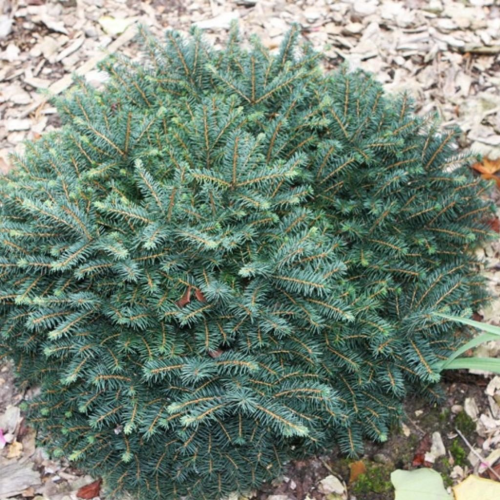 PICEA OMORIKA KAREL kont 2