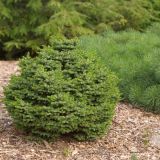 PICEA OMORIKA NANA - Smrek OMORIKOVÝ NANA