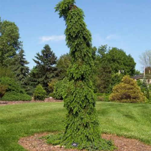 PICEA OMORIKA PENDULA BRUNS kont / 150-175