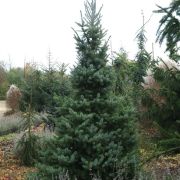 Picea Omorika Zuckerhut