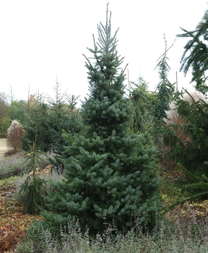 PICEA OMORIKA ZUCKERHUT