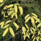 PICEA ORIENTALIS AUREA kont / 80-100 - Smrek VÝCHODNÝ AUREA