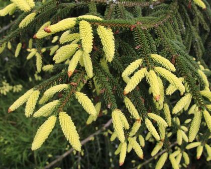 PICEA ORIENTALIS AUREA kont / 80-100