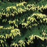 PICEA ORIENTALIS AUREOSPICATA - Smrek VÝCHODNÝ AUREOSPICATA