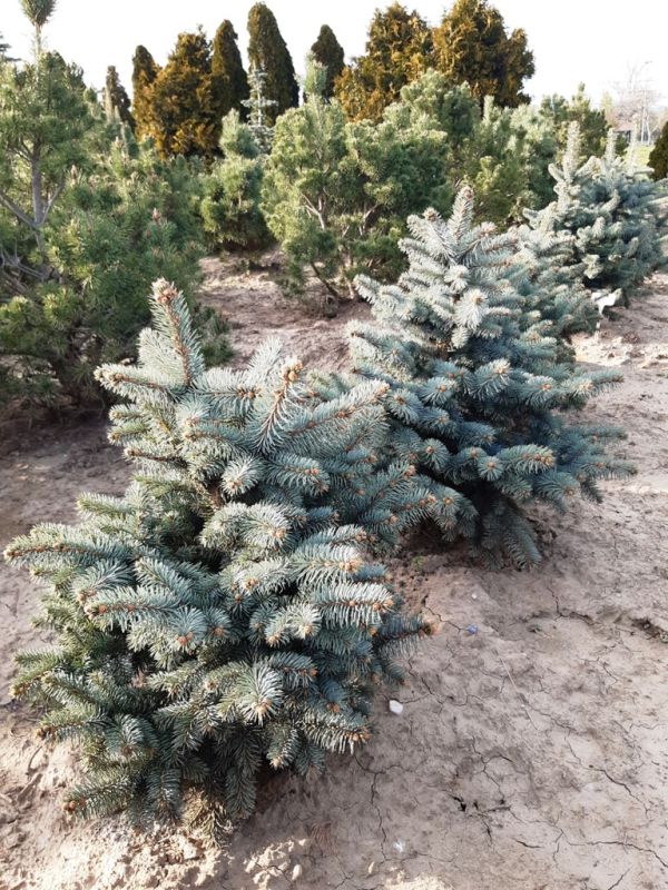 Picea Pungens Bialobok - Smrek Pichľavý Bialobok