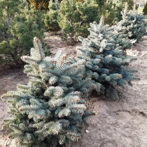 PICEA PUNGENS BIALOBOK