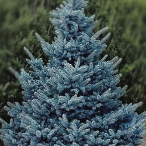 PICEA PUNGENS BLUE DIAMOND ® kont / 125-150