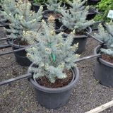 PICEA PUNGENS BLUE DIAMOND ® kont / 125-150 - Smrek PICHĽAVÝ BLUE DIAMOND