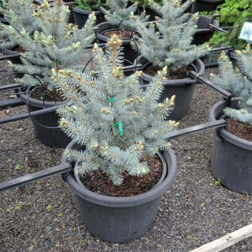 PICEA PUNGENS BLUE DIAMOND ® kont / 125-150