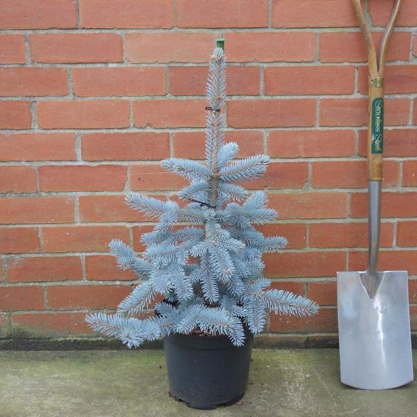 Picea Pungens Hoopsii - Smrek Pichľavý Hoopsii