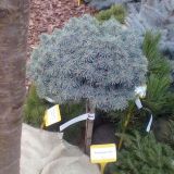 PICEA PUNGENS PALI kont / 20-25 / kmeň 30 - Smrek PICHĽAVÝ PALI