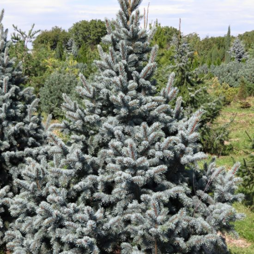 PICEA PUNGENS RETROFLEXA