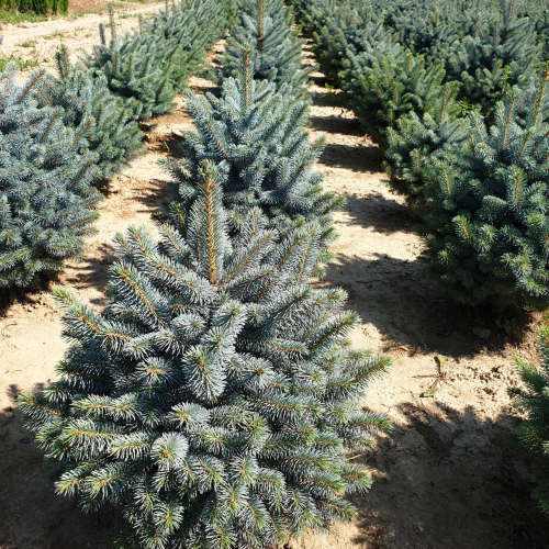 PICEA PUNGENS SUPER BLUE SEEDLING kont 25 / 100-125