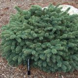 PICEA PUNGENS WALDBRUNN kont 20 / 40-60 - Smrek PICHĽAVÝ WALDBRUNN