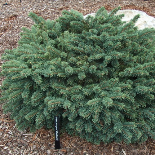 PICEA PUNGENS WALDBRUNN kont 20 / 40-60