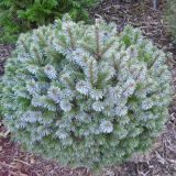 PICEA SITCHENSIS NANA kont 20 / 30-40 - Smrek SITKANSKÝ TENAS