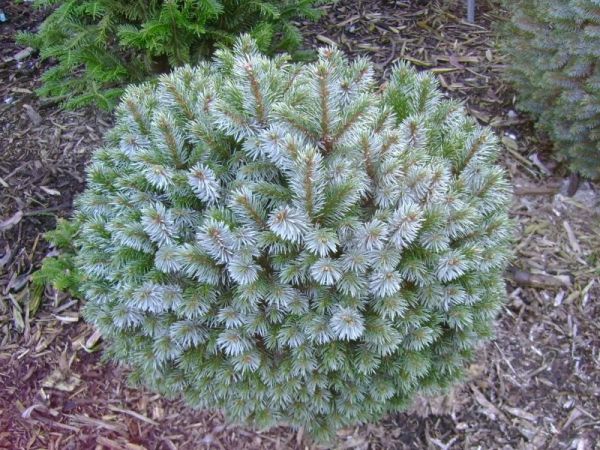 Picea Sitchensis Nana Kont 20 / 30-40 - Smrek Sitkanský Tenas