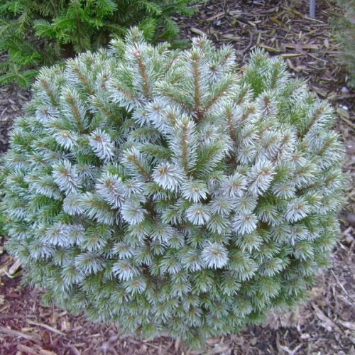 PICEA SITCHENSIS NANA kont 20 / 30-40