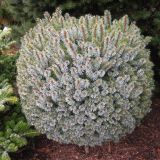 PICEA SITCHENSIS TENAS kont / 30-40 - Smrek SITKANSKÝ NANA