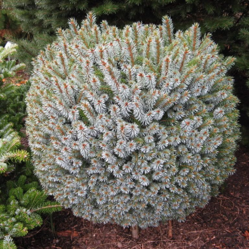 PICEA SITCHENSIS TENAS kont / 30-40