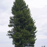 PINUS CEMBRA kont 5 - Borovica LIMBOVÁ