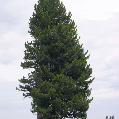 PINUS CEMBRA kont 5