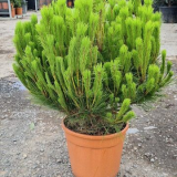 Pinus Densiflora Alice Verkade Kont / Kmeň 40 / 40-50 - Borovica Hustokvetá Alice Verkade