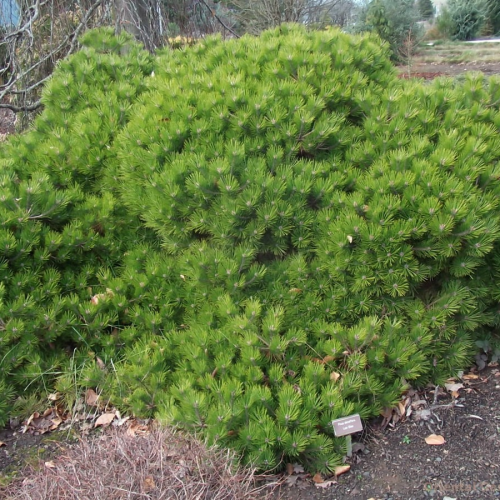 PINUS DENSIFLORA LOW GLOW