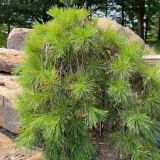 PINUS DENSIFLORA PENDULA kont / 100-125 - Borovica HUSTOKVETÁ PENDULA