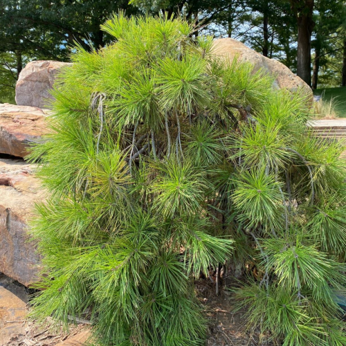 PINUS DENSIFLORA PENDULA kont / 100-125