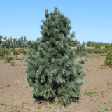 Pinus Flexis Vanderwolf´s Pyramid - Borovica Ohybná Vanderwolf´s Pyramid