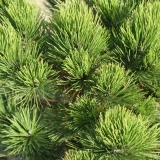 PINUS HELDRREICHI SATELIT - Borovica bielokorá SATELIT