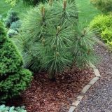 PINUS JEFFREYI JOPPI kont / 60-80 - Borovica jeffreyova JOPPI